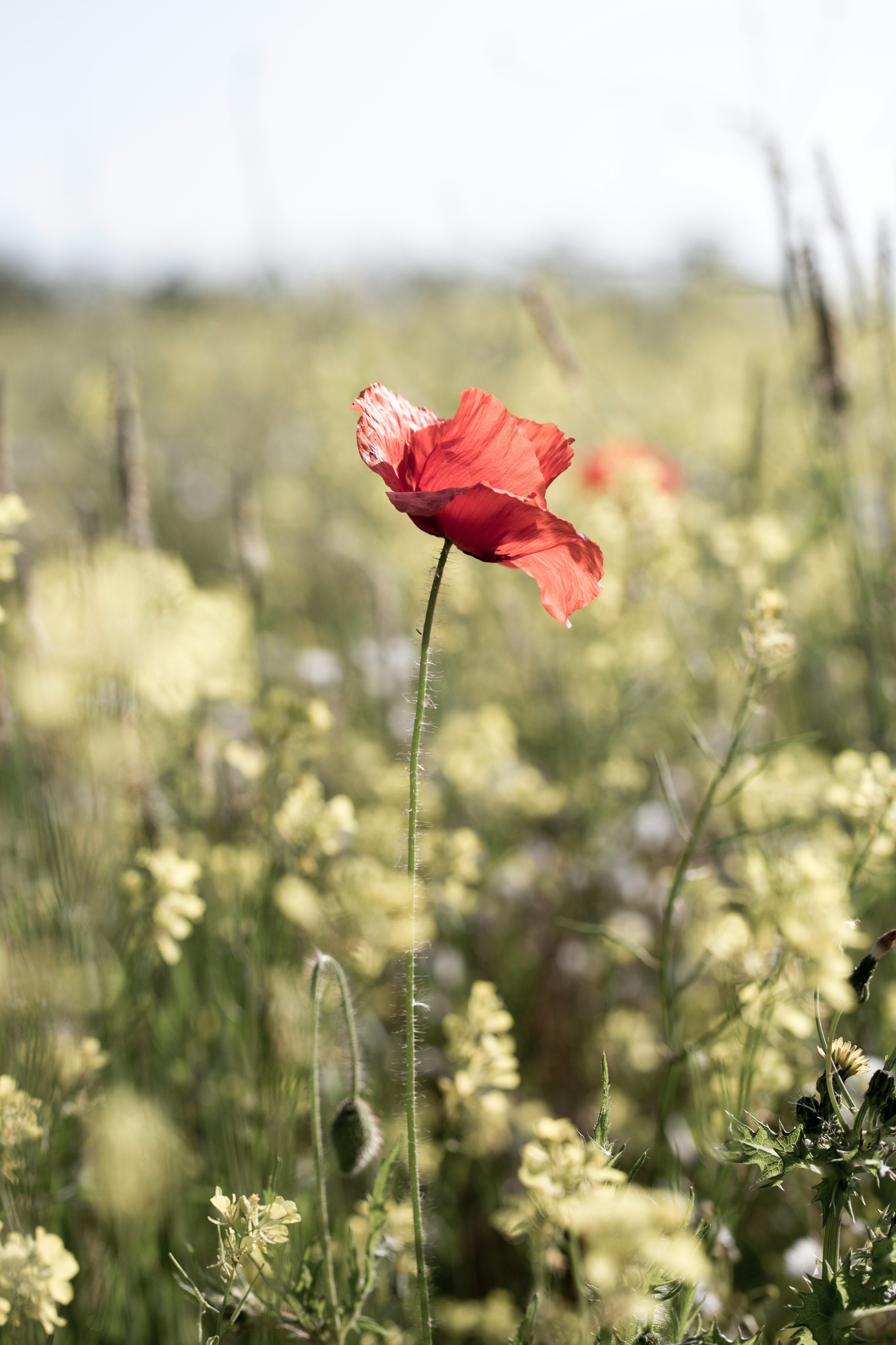 red flower in tilt shift lens